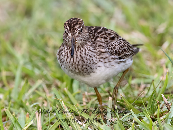 Calidris melanotus  PECTORAL SANDPIPER 3030240z