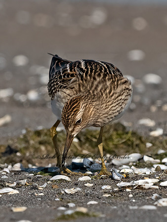 Calidris melanotus  PECTORAL SANDPIPER 3042055z