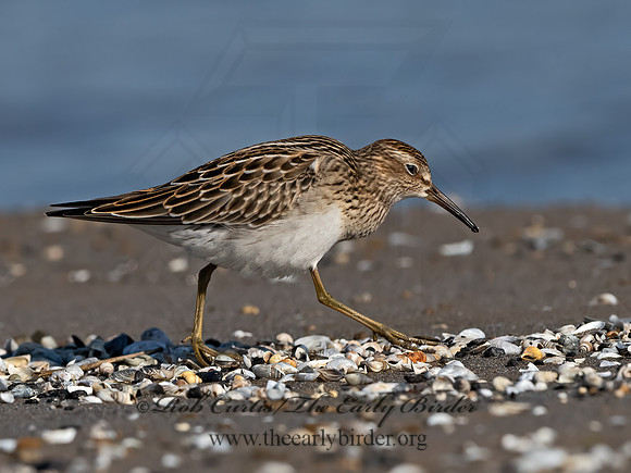 Calidris melanotus  PECTORAL SANDPIPER 3042047z