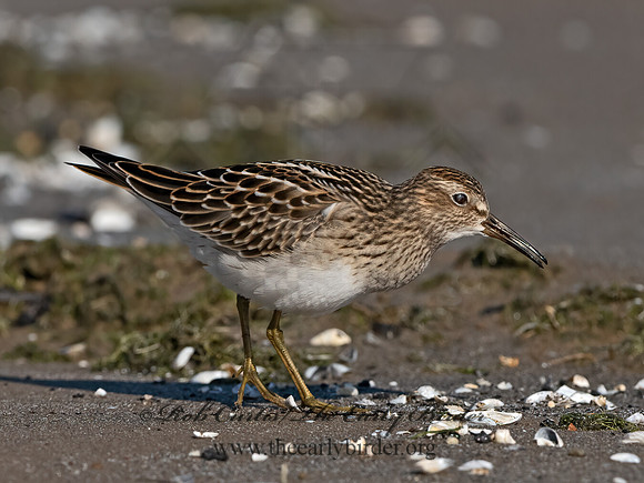 Calidris melanotus  PECTORAL SANDPIPER 3042076z