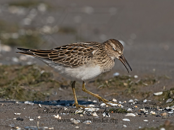 Calidris melanotus  PECTORAL SANDPIPER 3042078z