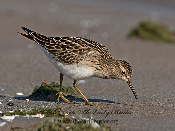 Calidris melanotus  PECTORAL SANDPIPER 3042080z