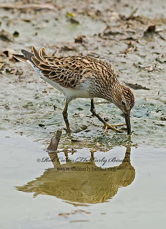 Calidris melanotus  PECTORAL SANDPIPER 6022975z