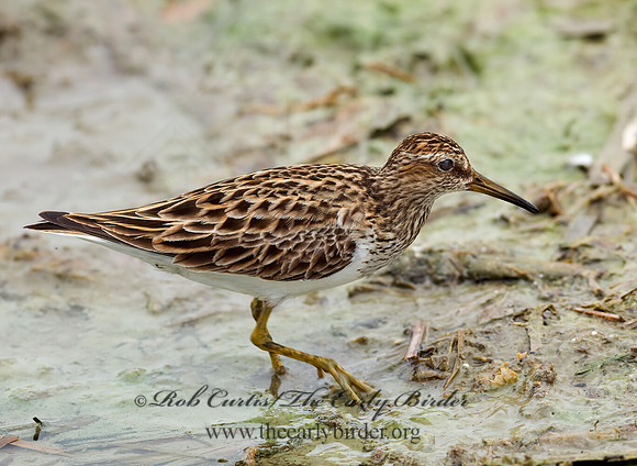 Calidris melanotus  PECTORAL SANDPIPER 6022814z