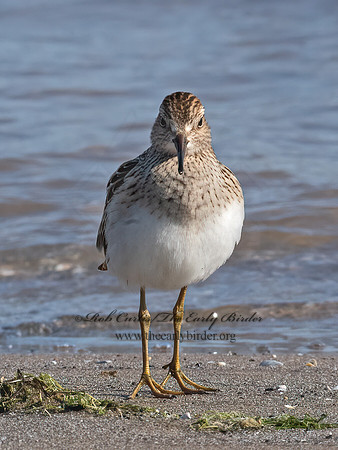 Calidris melanotus  PECTORAL SANDPIPER 6041165z