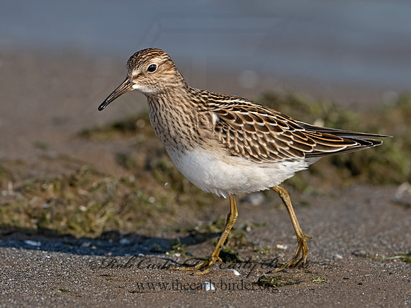 Calidris melanotus  PECTORAL SANDPIPER 3042093z