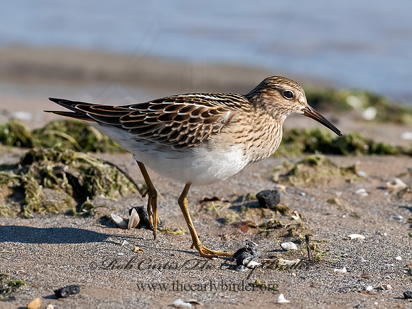 Calidris melanotus  PECTORAL SANDPIPER 6041169z