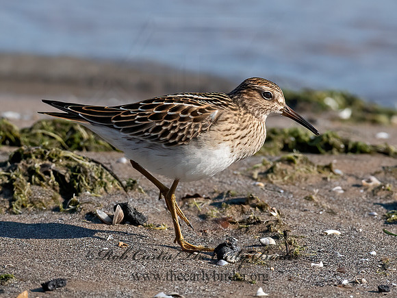 Calidris melanotus  PECTORAL SANDPIPER 6041170z
