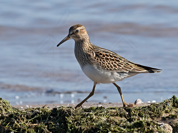 Calidris melanotus  PECTORAL SANDPIPER 6041175z