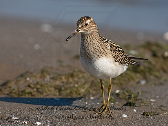 Calidris melanotus  PECTORAL SANDPIPER 3042096z