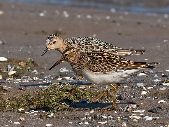 Calidris melanotus  PECTORAL SANDPIPER 6041178z