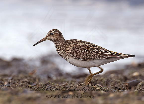 Calidris melanotus  PECTORAL SANDPIPER 8004431z