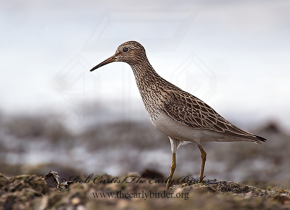 Calidris melanotus  PECTORAL SANDPIPER 8004432z