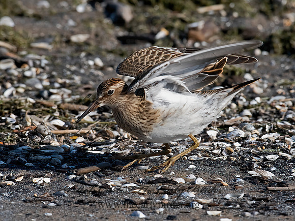 Calidris melanotus  PECTORAL SANDPIPER 6041188z