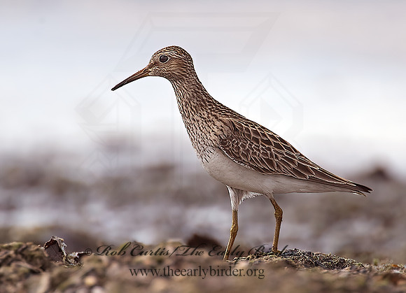 Calidris melanotus  PECTORAL SANDPIPER 8004433z