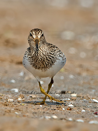 Calidris melanotus  PECTORAL SANDPIPER 9029374z
