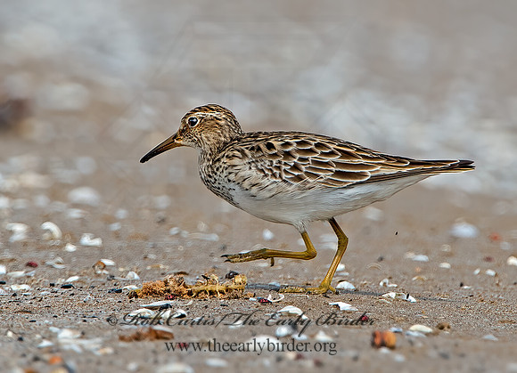 Calidris melanotus  PECTORAL SANDPIPER 9029372z