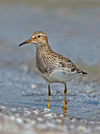 Calidris melanotus  PECTORAL SANDPIPER 9029377z