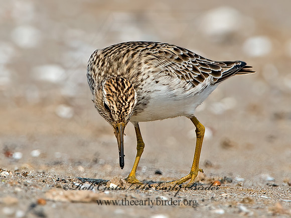 Calidris melanotus  PECTORAL SANDPIPER 9029382z