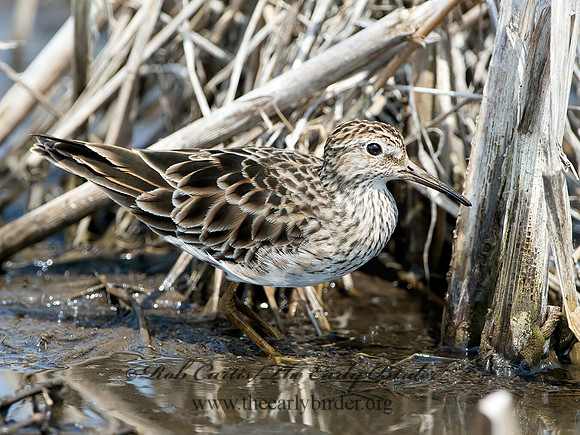 Calidris melanotus  PECTORAL SANDPIPER 9037058z