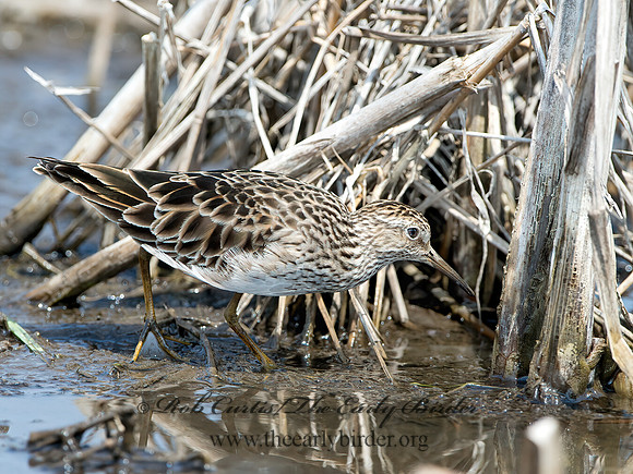Calidris melanotus  PECTORAL SANDPIPER 9037057z
