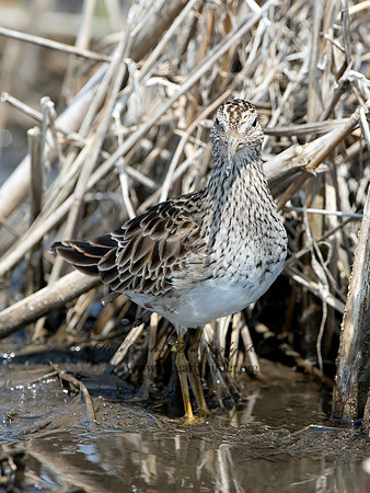 Calidris melanotus  PECTORAL SANDPIPER 9037061z