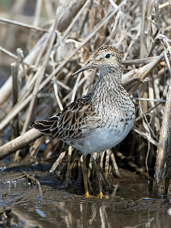 Calidris melanotus  PECTORAL SANDPIPER 9037063z