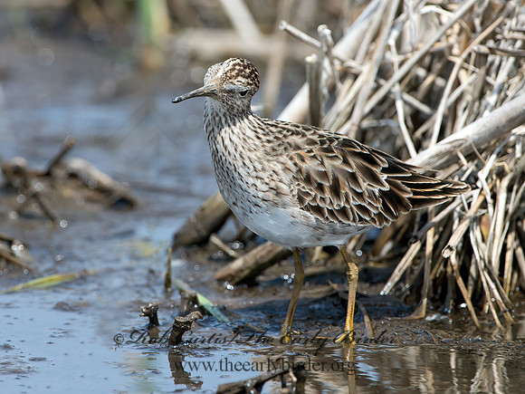 Calidris melanotus  PECTORAL SANDPIPER 9037065z