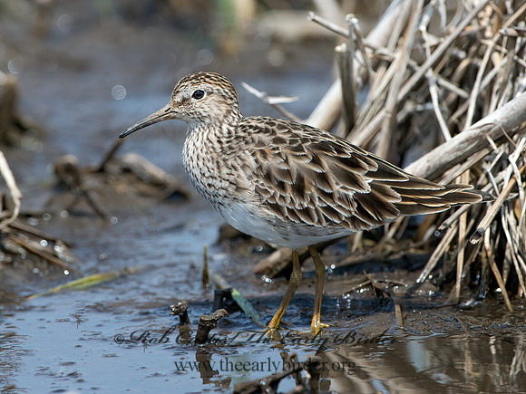 Calidris melanotus  PECTORAL SANDPIPER 9037069z