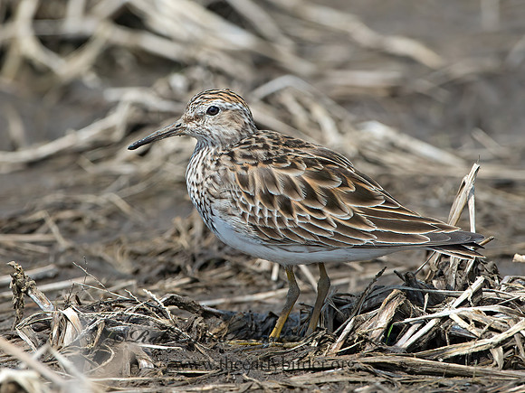 Calidris melanotus  PECTORAL SANDPIPER 9037078z