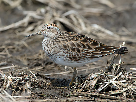 Calidris melanotus  PECTORAL SANDPIPER 9037081z