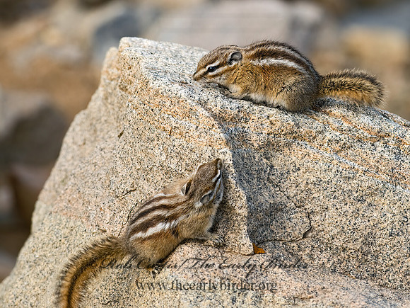 Neotamias minimus  LEAST CHIPMUNK 6027409z