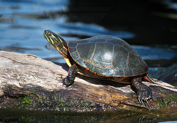 Chrysemys picta marginata  MIDLAND PAINTED TURTLE 9000620z