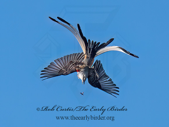 Tyrannus forficatus SCISSOR-TAILED FLYCATCHER 9091869z
