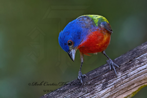 Passerina ciris  PAINTED BUNTING 3040972z