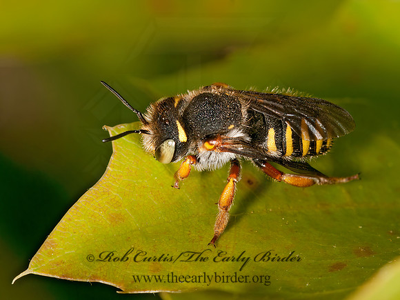 Anthidium manicatum  EUROPEAN WOOL-CARDER BEE 3013182z