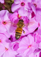 Apis mellifera WESTERN HONEYBEE 5012075z