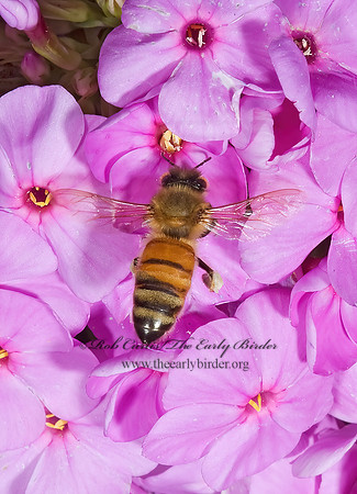 Apis mellifera  WESTERN HONEYBEE 5012075z