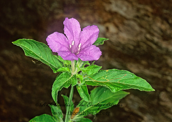 Ruellia caroliniensis  WILD PETUNIA 261321z