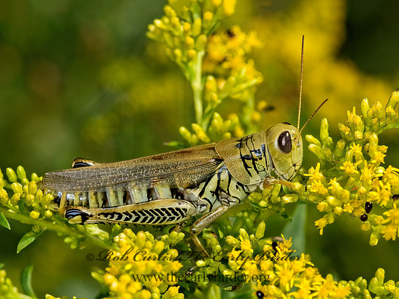 Melanoplus differentialis  DIFFERENTIAL GRASSHOPPER 7012105z