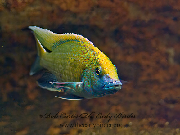 Nimbochromis venustus  GIRAFFE CICHLID 4002652z