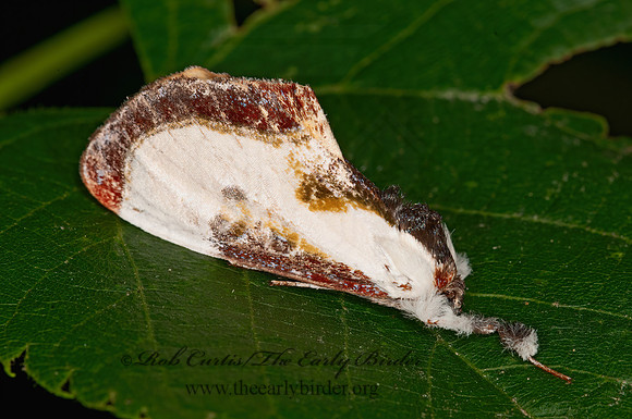 Eudryas grata  BEAUTIFUL WOOD-NYMPH 3015503z