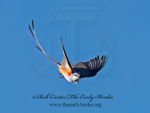 Tyrannus forficatus SCISSOR-TAILED FLYCATCHER 9091871z
