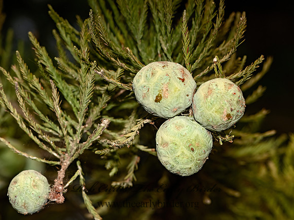 Taxodium distichum  BALD CYPRESS 3025940-z