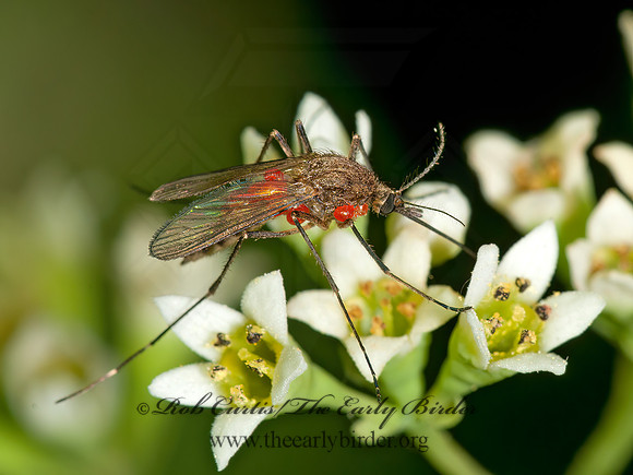 Aedes vexans~  FLOODWATER MOSQUITO 3013762z