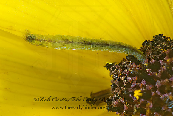 Pleuroprucha insulsaria  COMMON TAN WAVE 5001211z
