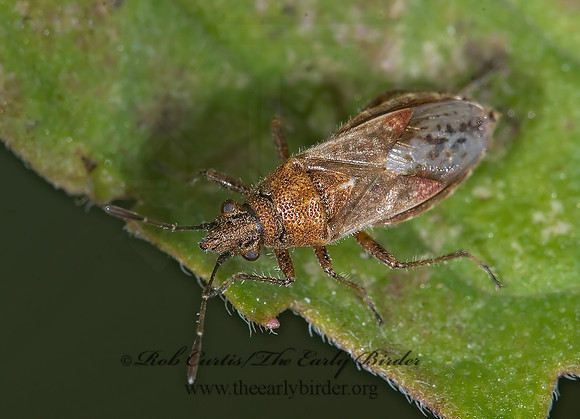 Neortholomus scolopax 7012008z
