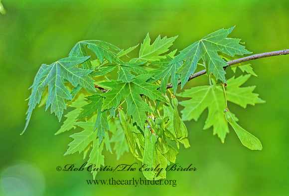 Acer saccharinum  SILVER MAPLE 280413z