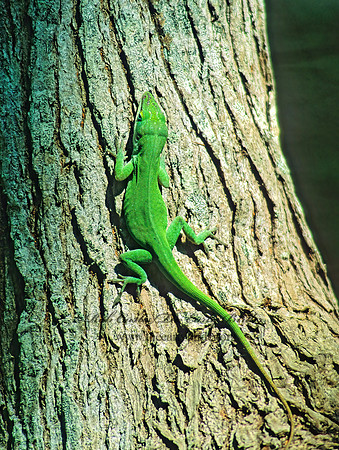 Anolis carolinensis  GREEN ANOLE 188437z