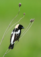 Dolichonyx oryzivorus BOBOLINK 3008375z